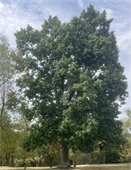 2025 remarkable tree