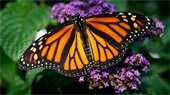 Monarch butterfly